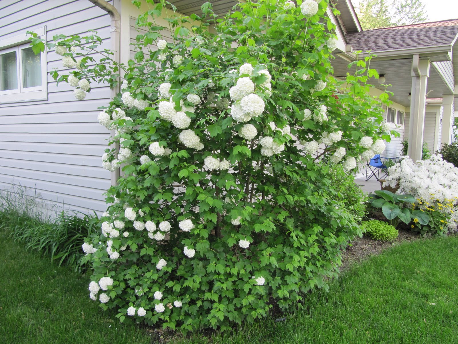 Mooki Mutterings Snowball bush