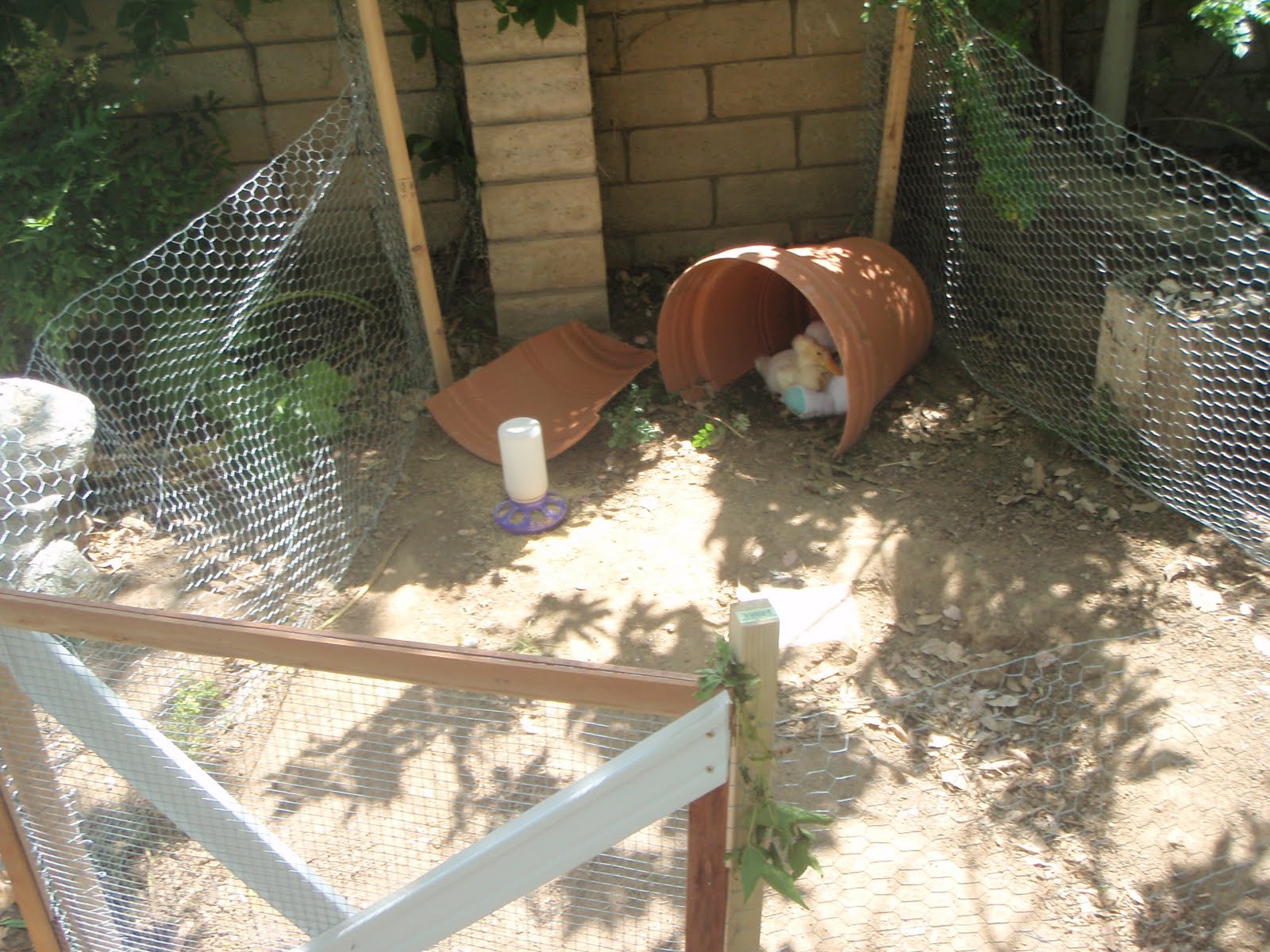 Stringham Family Duck cage