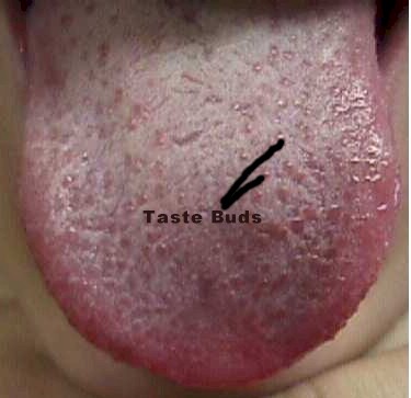 Mouth Taste Buds 58