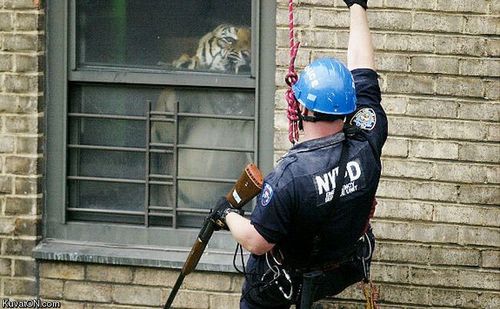 Pic+-+New+York+Tiger+in+Apartment.jpg