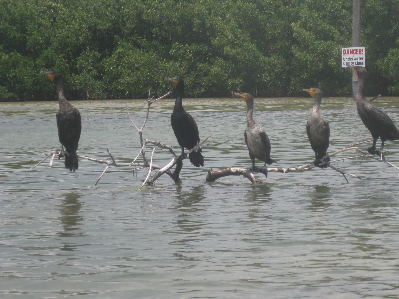 Dave's Yak Tales Big Pine Key, Coupon Bight