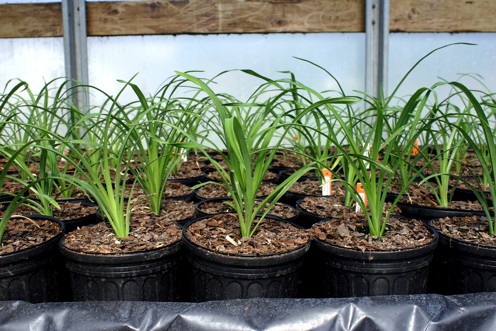 Lee's Daylily Potpourri Greenhouse seedlings
