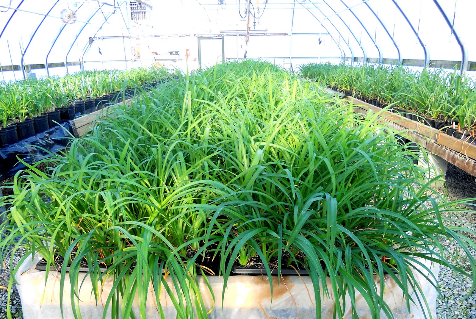 Lee's Daylily Potpourri Greenhouse scape and buds