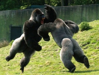 [Image: gorillafight.jpg]