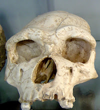 Fósil Homo Erectus (Craneo)