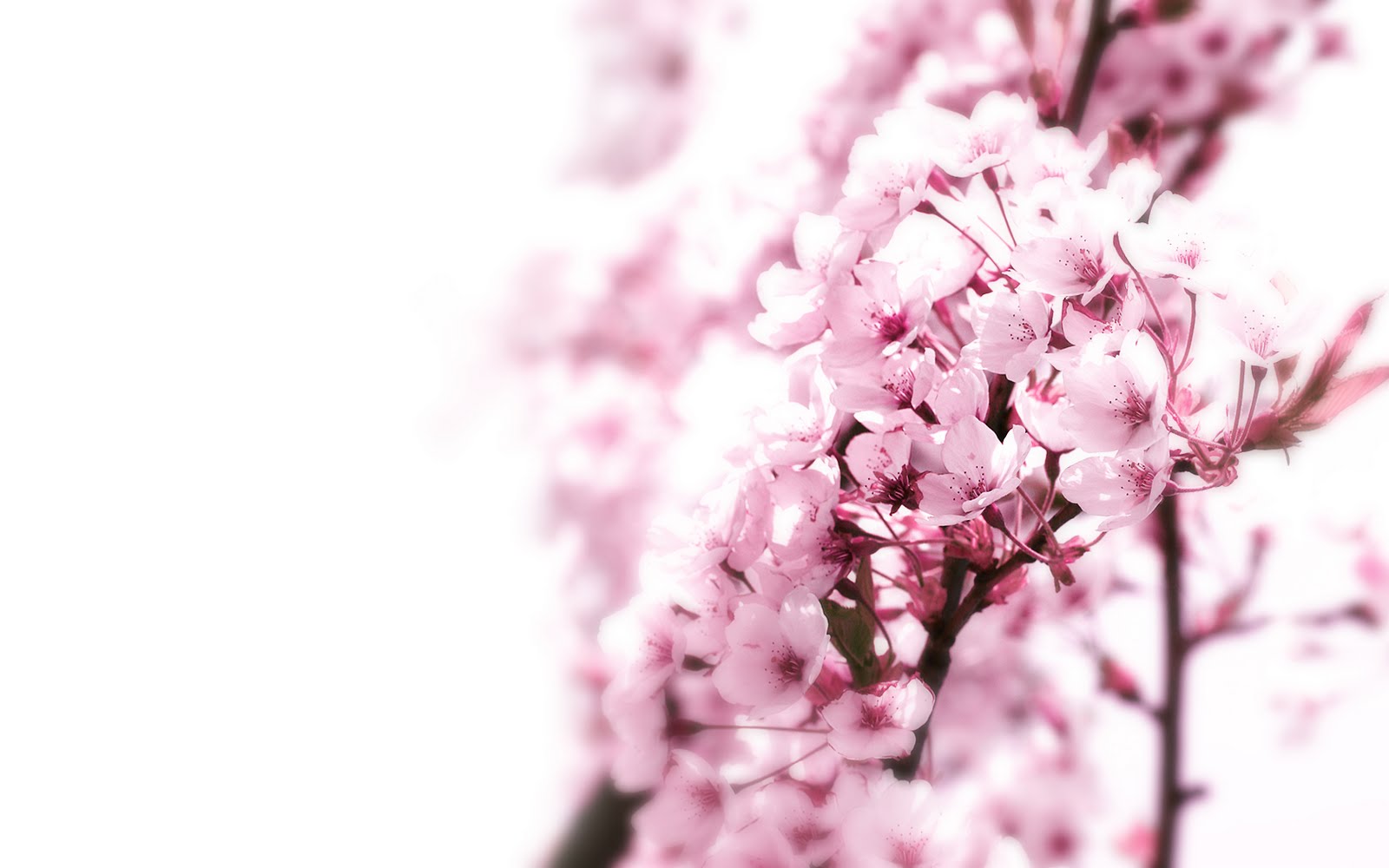 Awesome Wallpapers: Pink Cherry Blossom