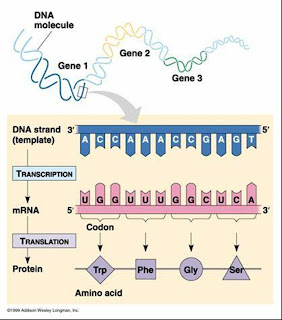 Protein synthesis essay