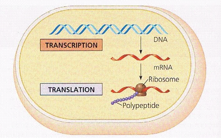 transcribe biology transcribe biology