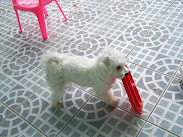 Funny Bunny Chubby Casey Wasey.