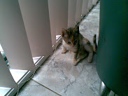 My new Kitten, Balina