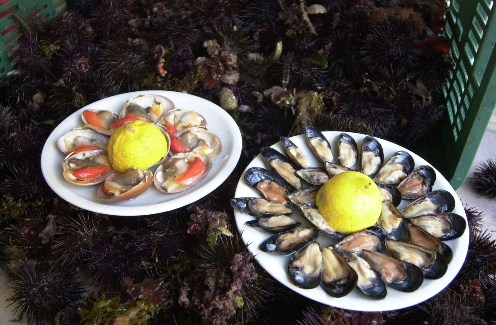 Sea urchins and mussels (Puglia Photo Collection) South Italy Images