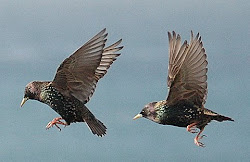 starlings birds starling flight bird flying key travel imagine wisdom skills daily guide collective braindancing intelligence smorgasbord organisation think features