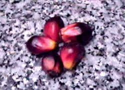 Brazilian Fruit - Malaysian Korma