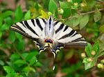 MARIPOSAS - DIAPOSITIVAS