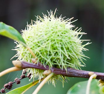 jabblog: Underneath the spreading chestnut tree