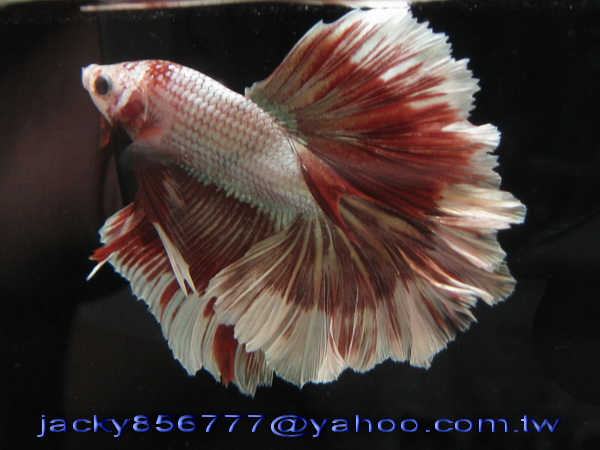 halfmoon betta fish halfmoon betta fish