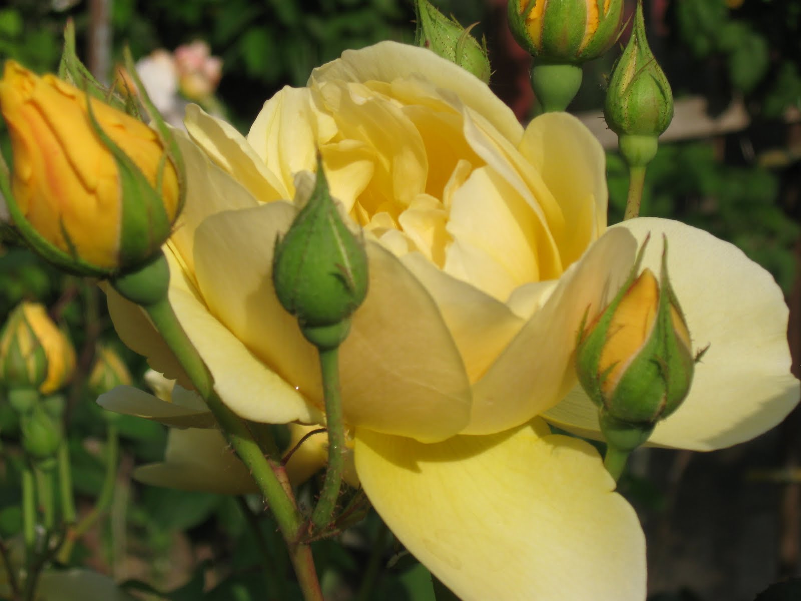 Mon Coeur S'ébat En Respirant La Rose