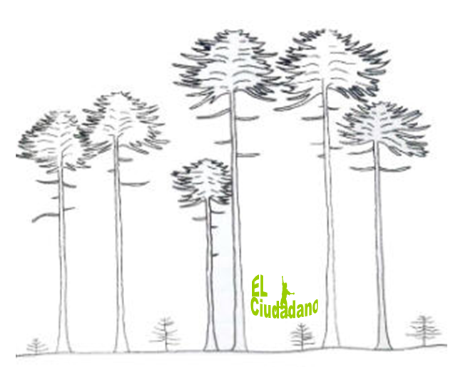 [Logoaraucarias.png]