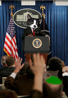 PresidentCat.jpg
