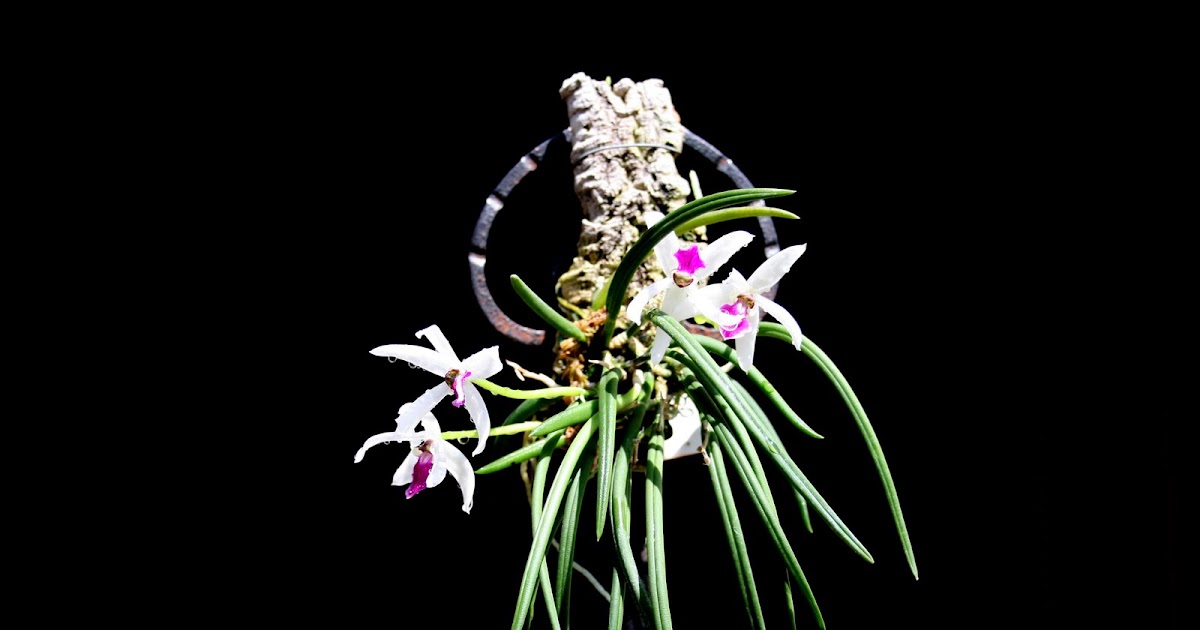 Las orquídeas de Iván Arroyo (Turrusta): Leptotes bicolor
