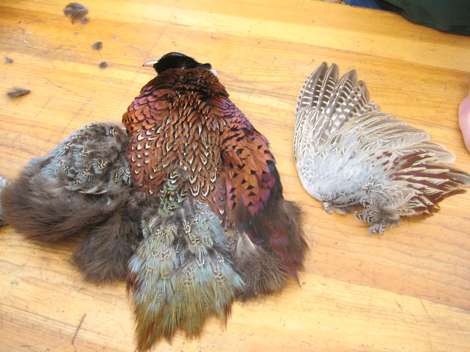 Barn- None: Chicken Slaughter part 1