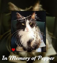 Rest In Peace, Pepper.