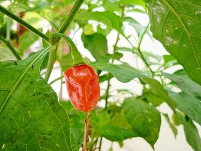 little-joy-bangladesh-chili-red-hot-chili-pepper
