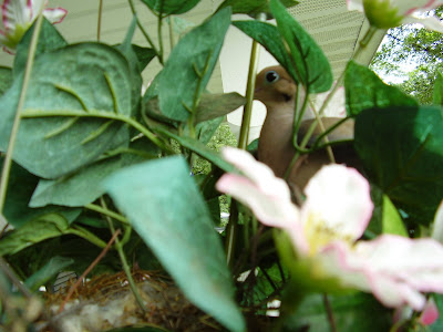 Mourning Dove Nest nature photography, photography