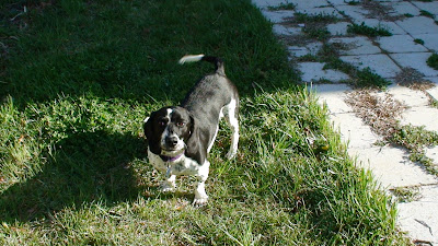 pets oreo