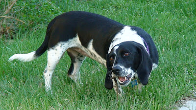 bassett hounds oreo