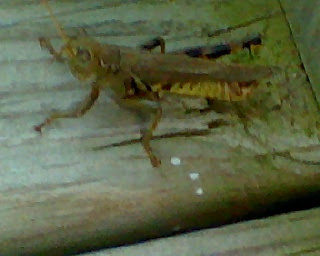 Grasshopper photography