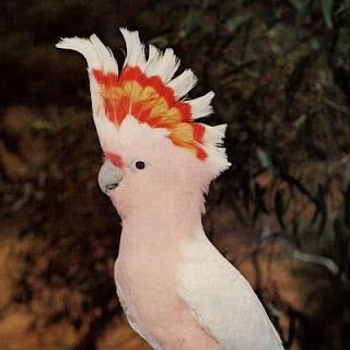 cacatualeadbeateri-delranchotexasparklanzarote.jpg