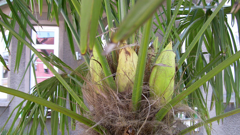 Palmen in Friesland Amazon Garten