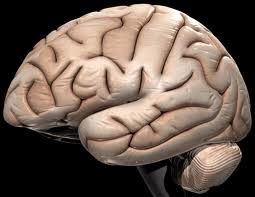 Domenic's Science Blog: Do Humans Only Use 10% of Their Brain?