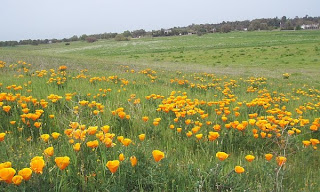 California Poppy, Eschscholzia californica, Bird Valley wildflowers, Yolo County