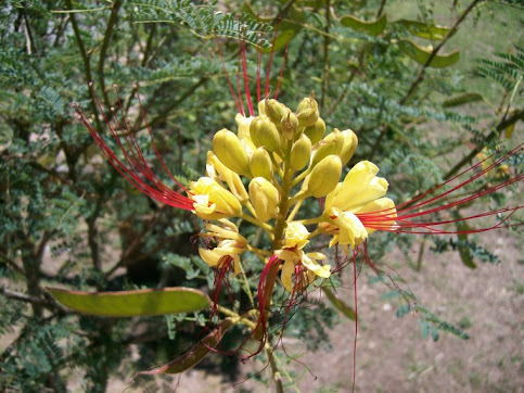 LA LAGAÑA DE PERRO - Caesalpinia gillesii