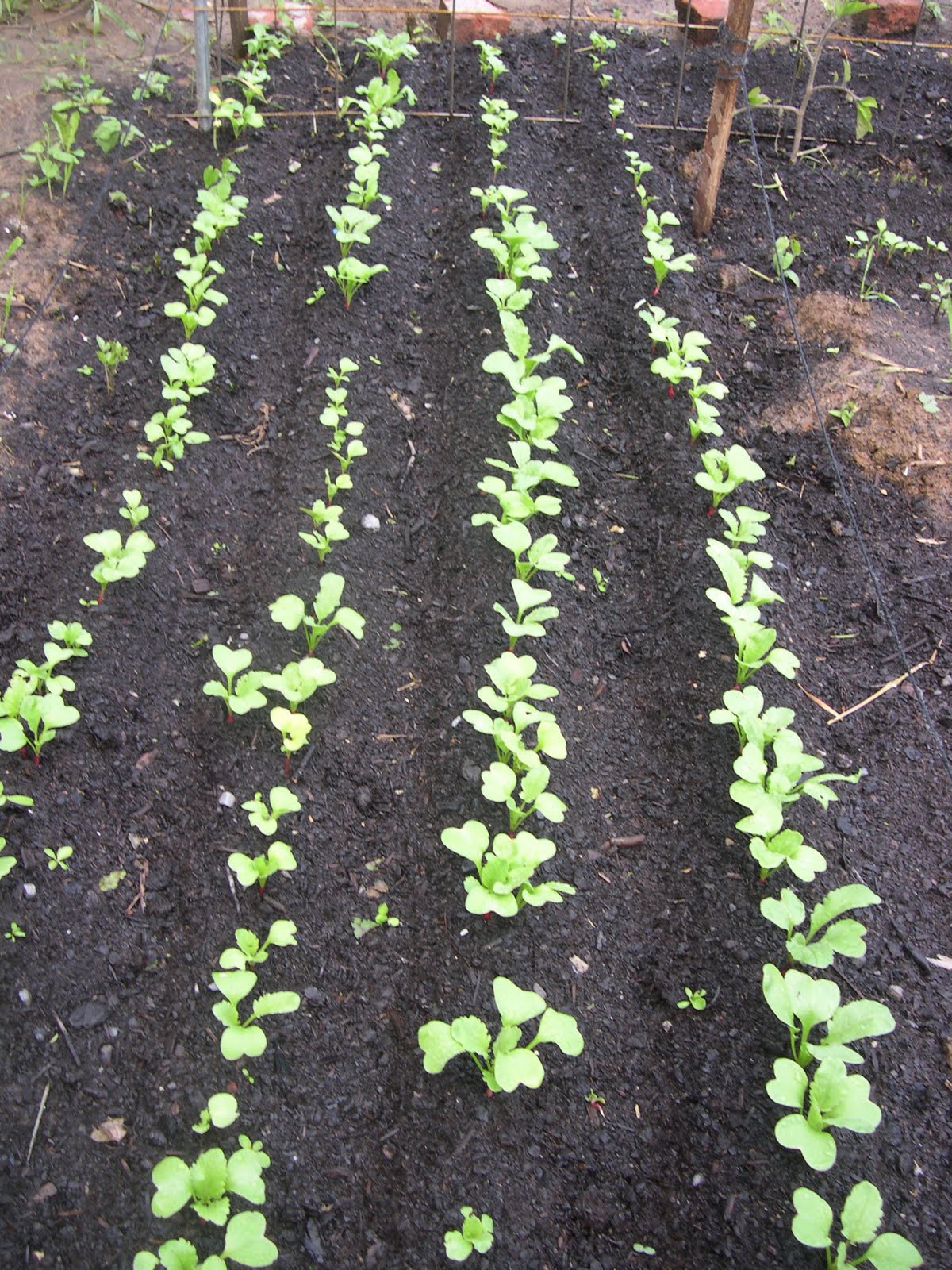 Stanton St. Farms Companion Planting . . . Carrots love Tomatoes!