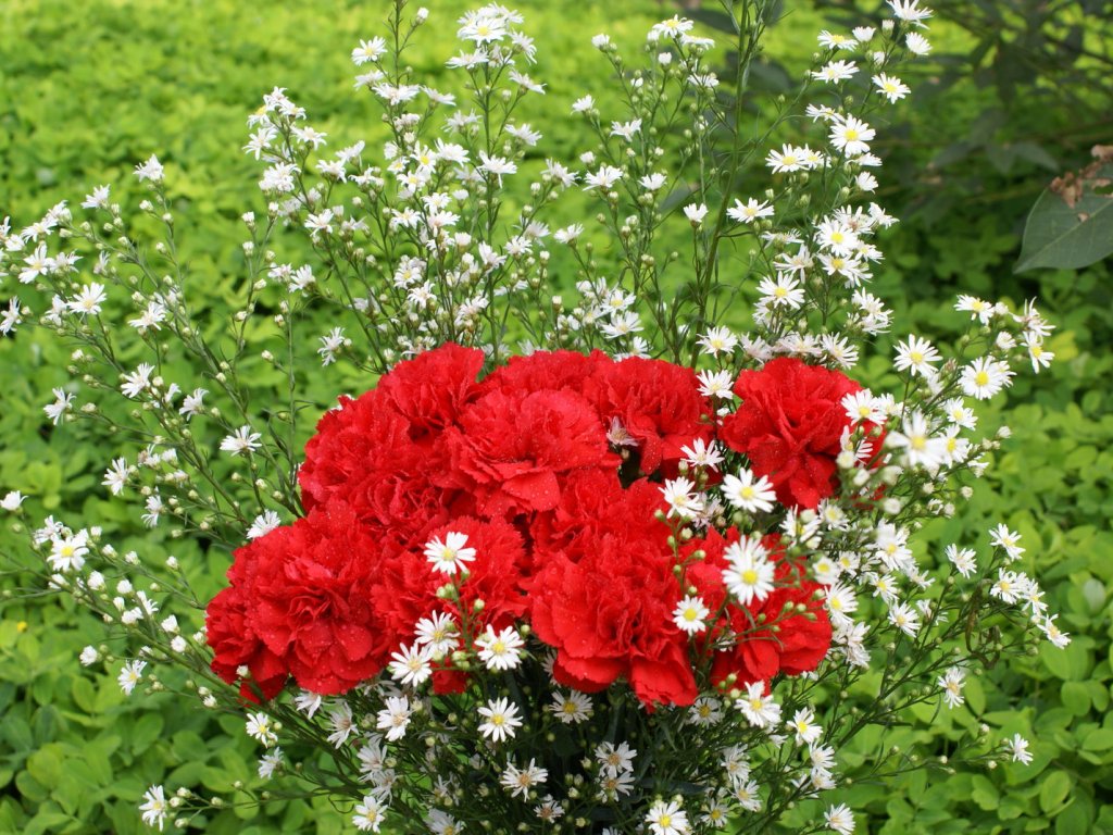 JuST ZooM MY BLoG~* * *: BuNGa CaRNaTioN