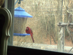 Bird at the window