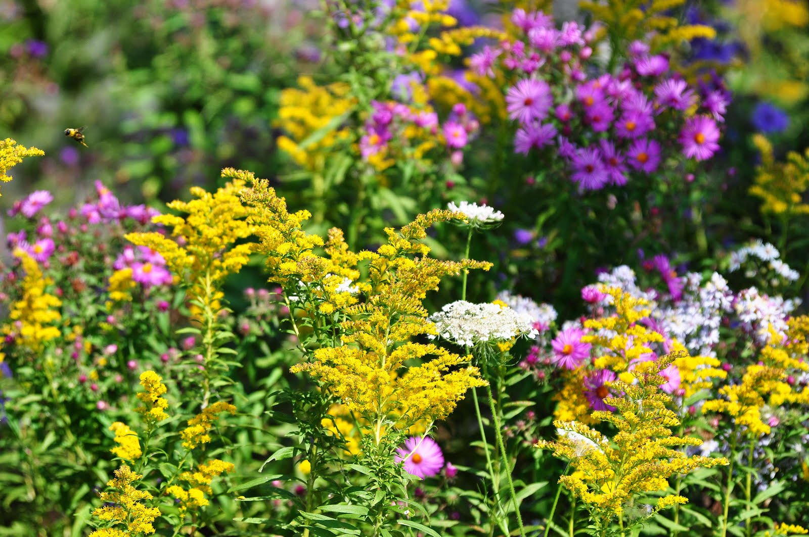 Nikon Sniper: Wild Flower Color Splash