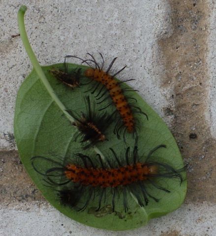 Rambling Moose: Weird Caterpillars from the Sky