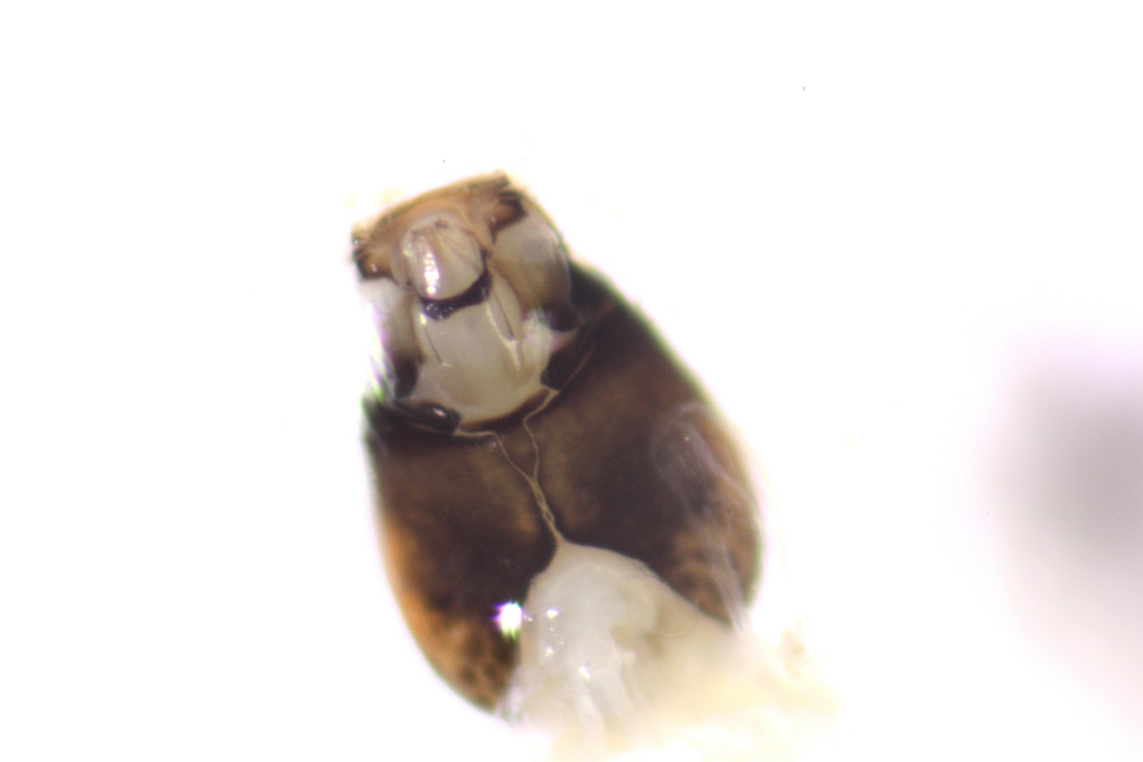 Aquatic Insects of Central Virginia: Lickinghole Creek: Uenoid Caddisflies