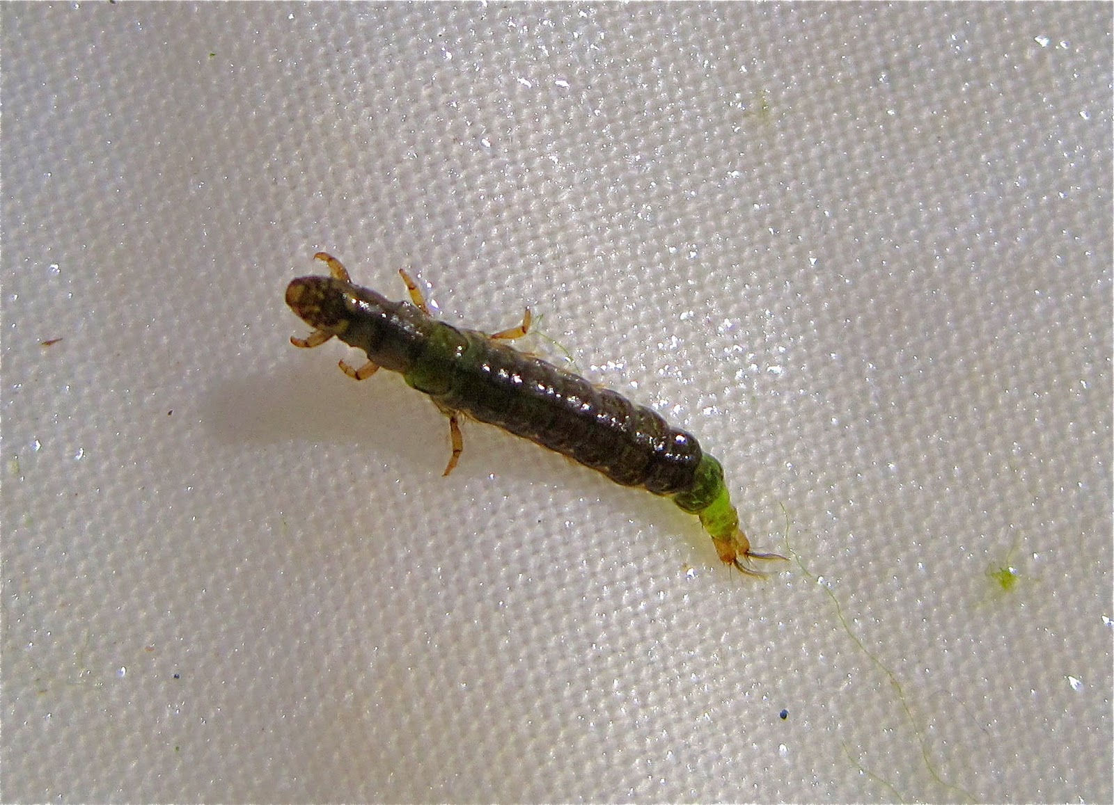 Aquatic Insects of Central Virginia The Netspinner" Caddisfly