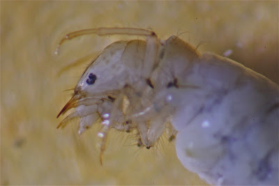 Aquatic Insects of Central Virginia: The 