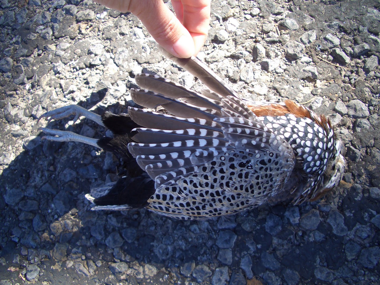 Big Bend - Texas Nature: Mearns' Quail = Montezuma Quail