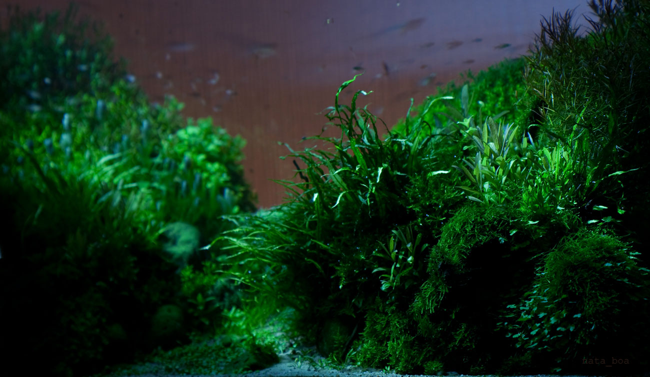 зеленые водоросли 4. эвглена зелёнаяводоросль. зеленые водоросли chlorophyta. Algae green цвет. зеленая водоросль спирулина.