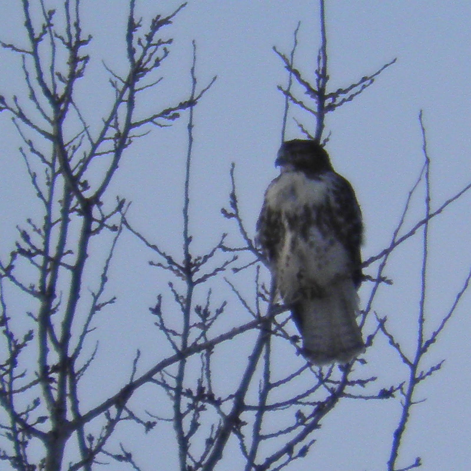 The Philosopher’s Stone SavannahMontezuma (NY) Bird Tour