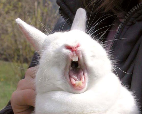 [funny_rabbit2.jpg]