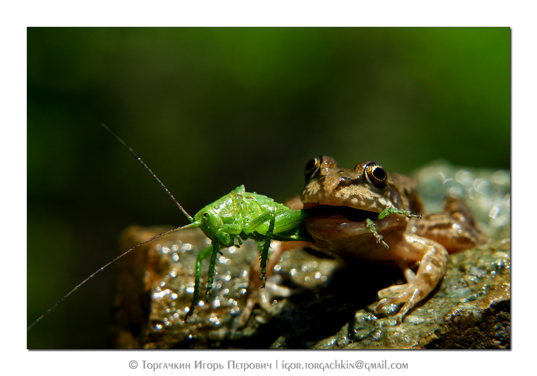 африканская жаба водонос. бесхвостые земноводные питание. амфибия лягушка. питание лягушки. озёрная лягушка питается.