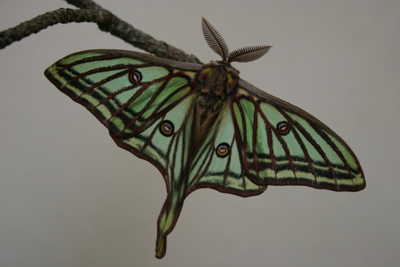 edmonsa Graellsia isabelae